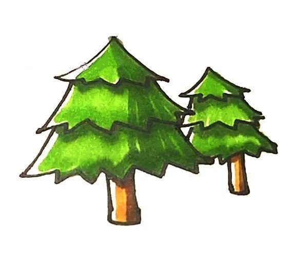 Learn to draw pine trees