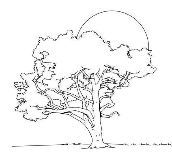 A complete collection of simple drawings of various big trees