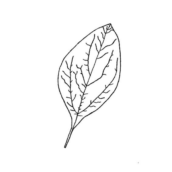 Simple drawing methods of various leaves