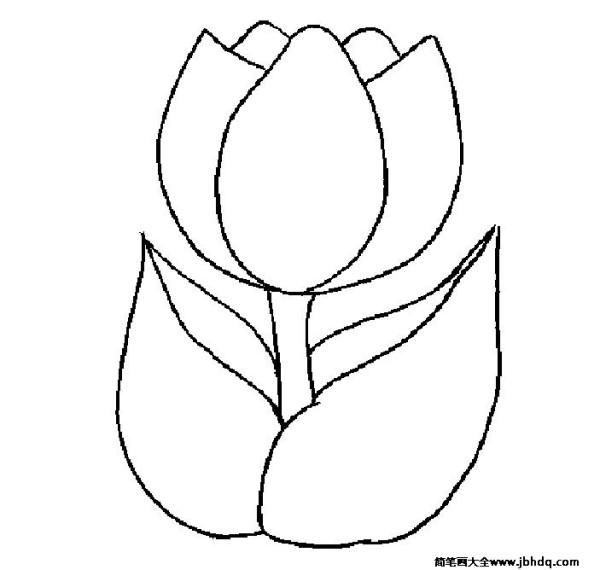 Simple drawing of charming tulips