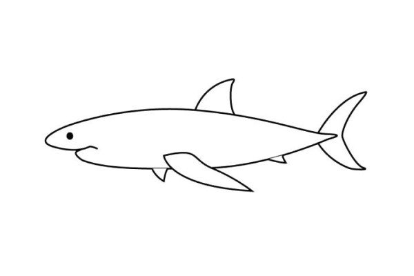 How to draw a great white shark