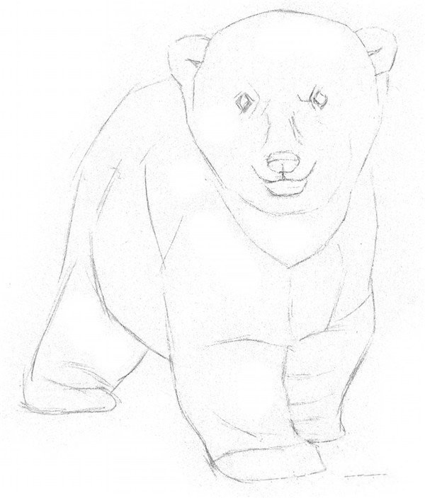 Drawing Tutorial of Sketching a Little Polar Bear