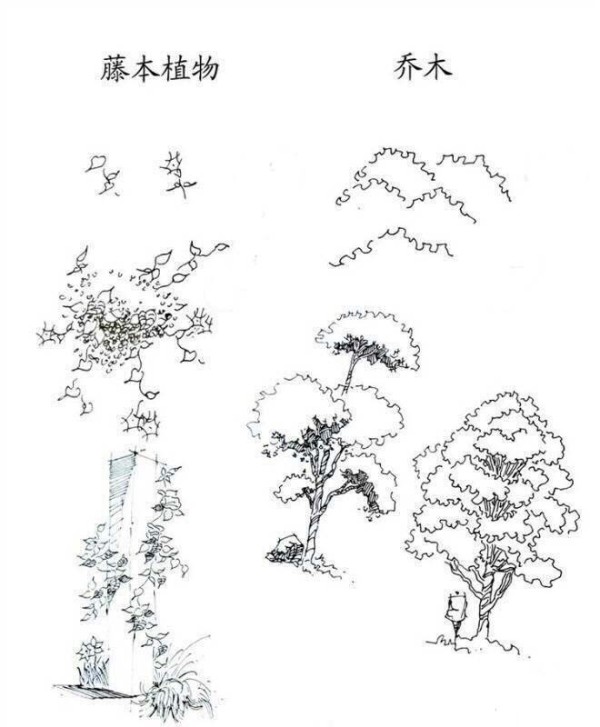 Plant pictures, simple drawing methods of vines and trees