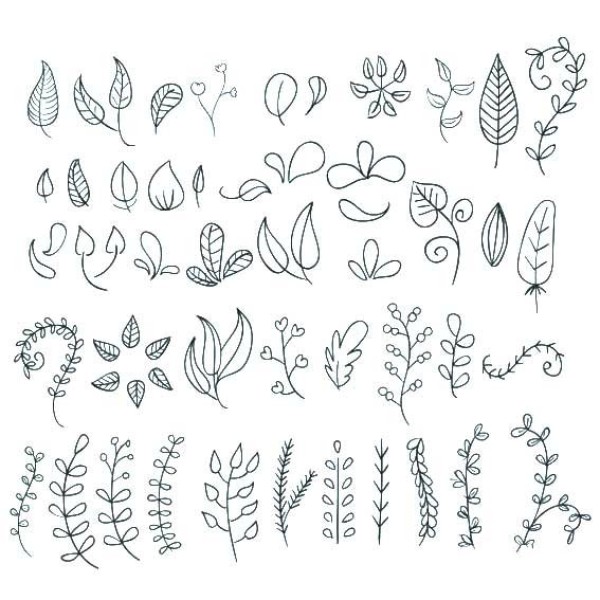 Simple drawings of various plant leaves