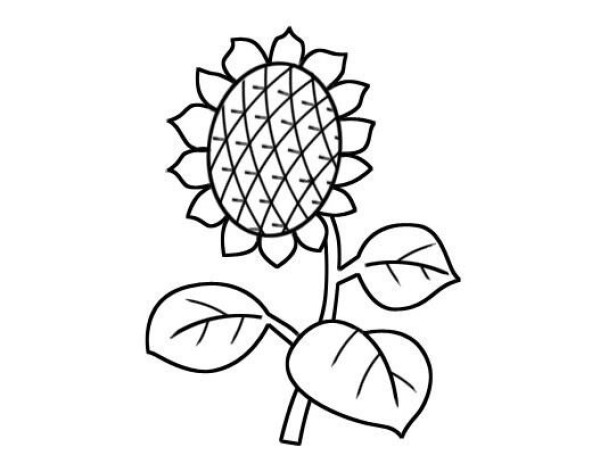 How to draw a simple sunflower