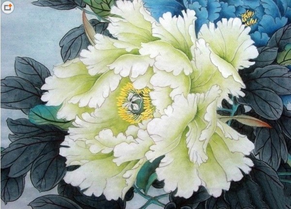 white peony