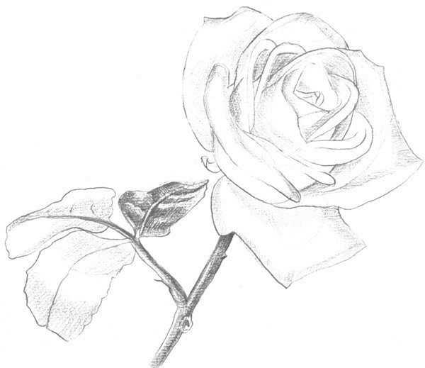 Drawing Techniques of Sketching White Roses