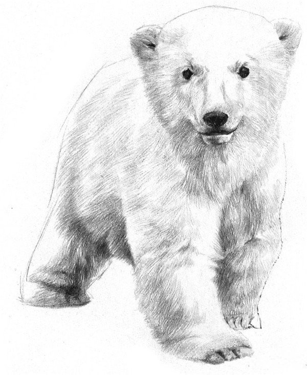 Drawing Tutorial of Sketching a Little Polar Bear