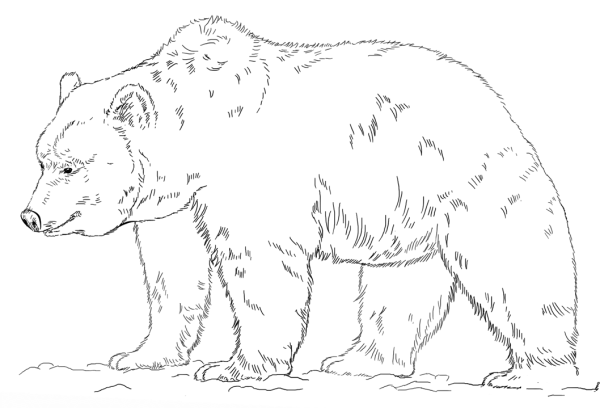 How to draw a grizzly bear