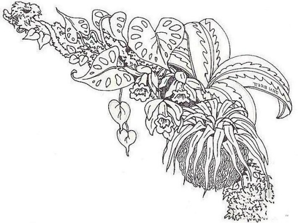 Simple drawing pictures of ferns