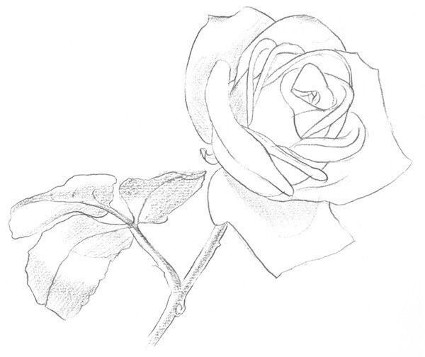 Drawing Techniques of Sketching White Roses