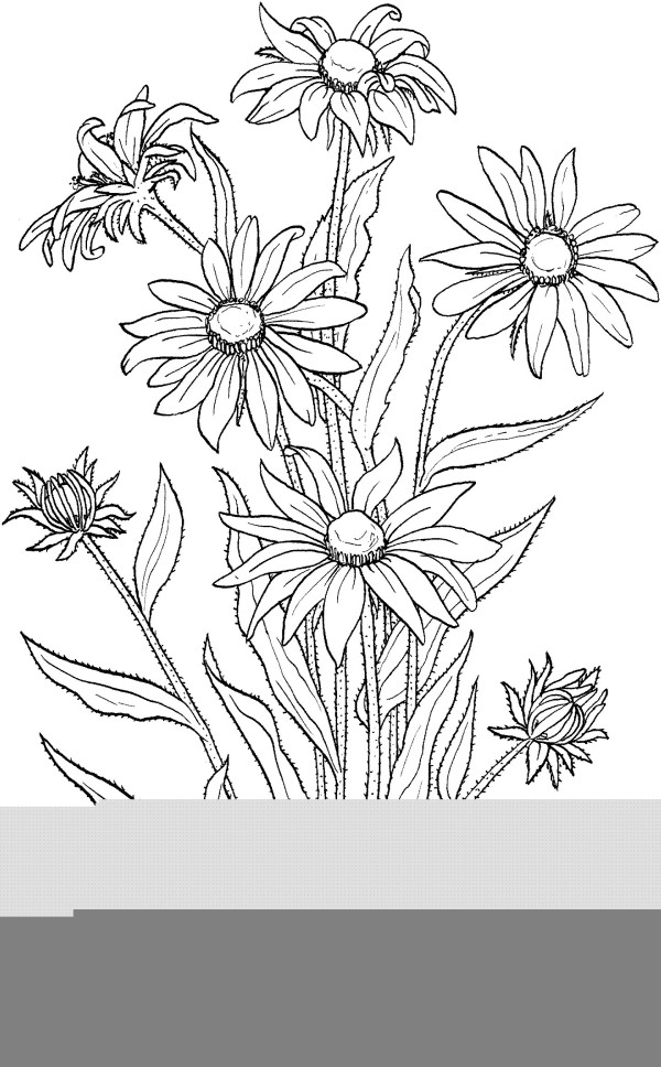 How to draw daisies