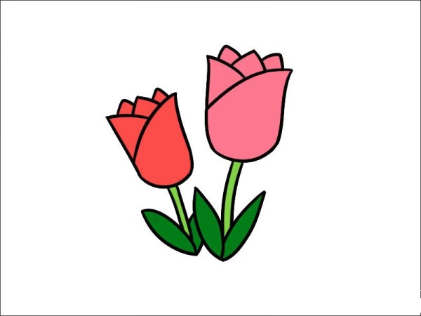 How to draw tulips