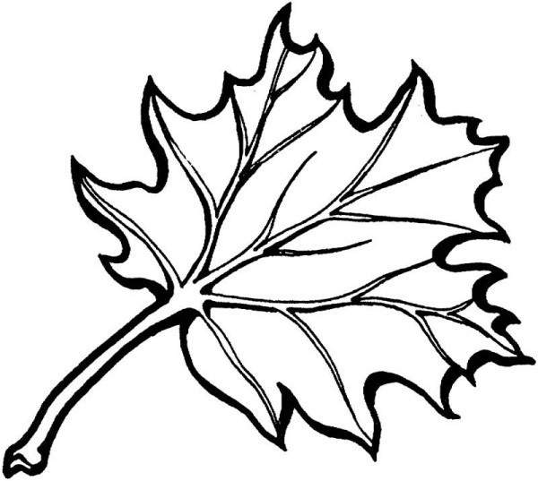 How to draw oak leaves