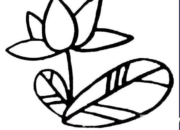 Hand drawn lotus blooming