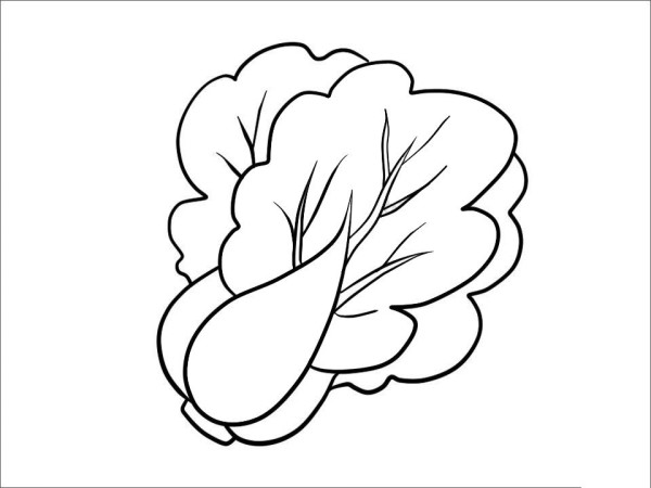 Simple strokes of cabbage