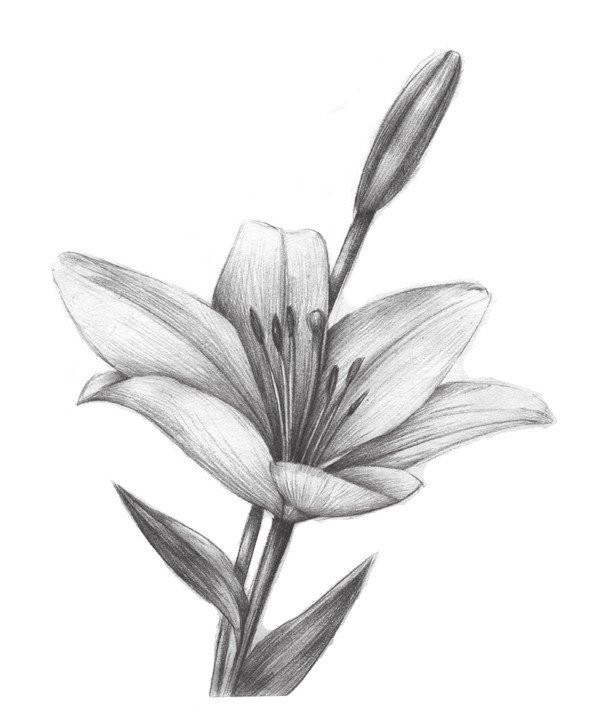 Sketch lily painting techniques