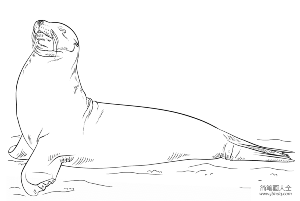 How to Draw a Sea Lion