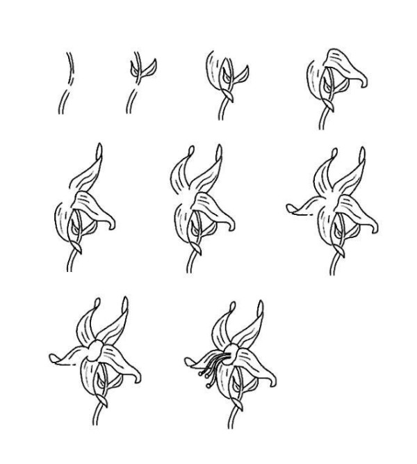 Simple drawing steps of lily flowers