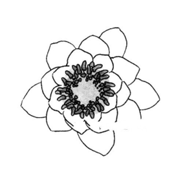 How to draw flowers water lily simple drawing tutorial