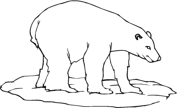 Learn to draw a simple polar bear