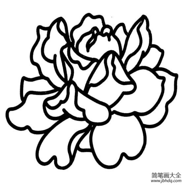 Charming peony flower simple strokes