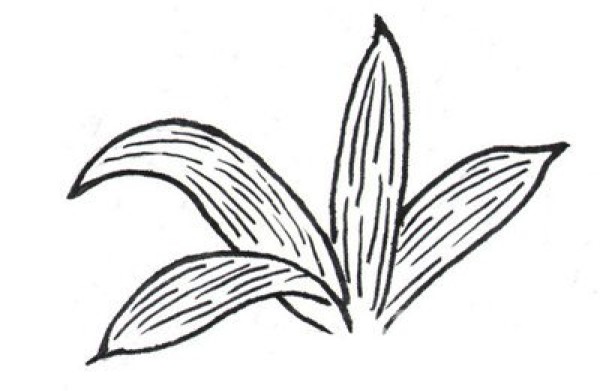 Drawing steps of white lily