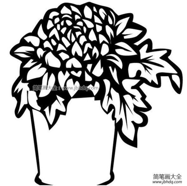 Beautiful simple drawing of potted chrysanthemum