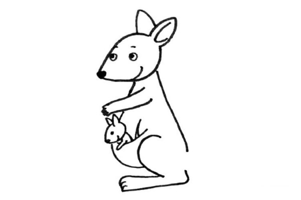 cute kangaroo