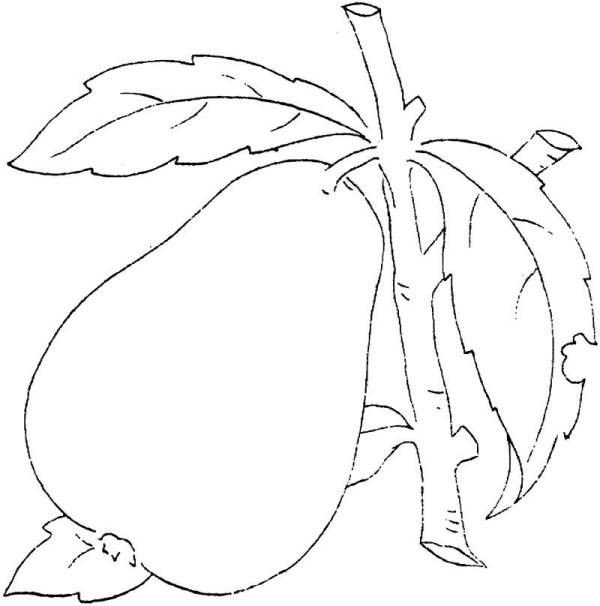 Kindergarten teaches children how to draw pears