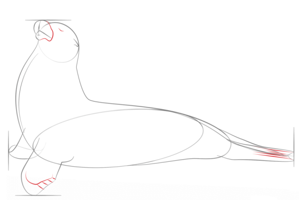 How to Draw a Sea Lion