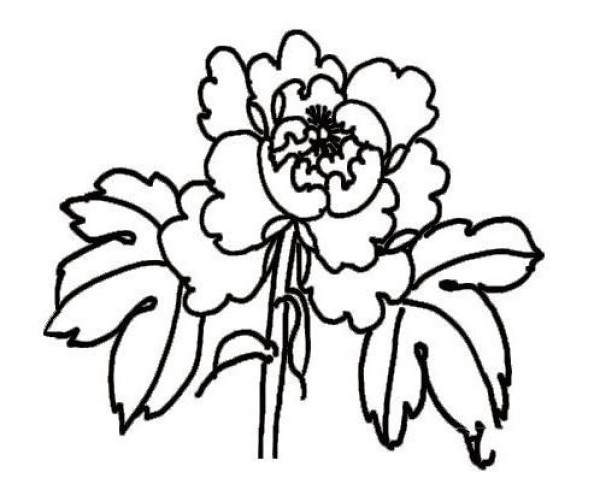 Peony flower simple drawing material Peony flower picture simple stroke drawing