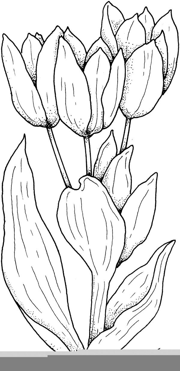 How to draw tulips to make money