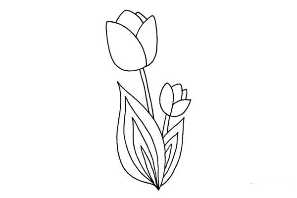 Learn to draw tulips in four steps