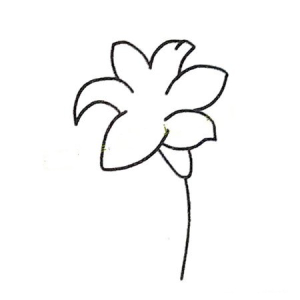 Learn to draw step by step: beautiful lilies