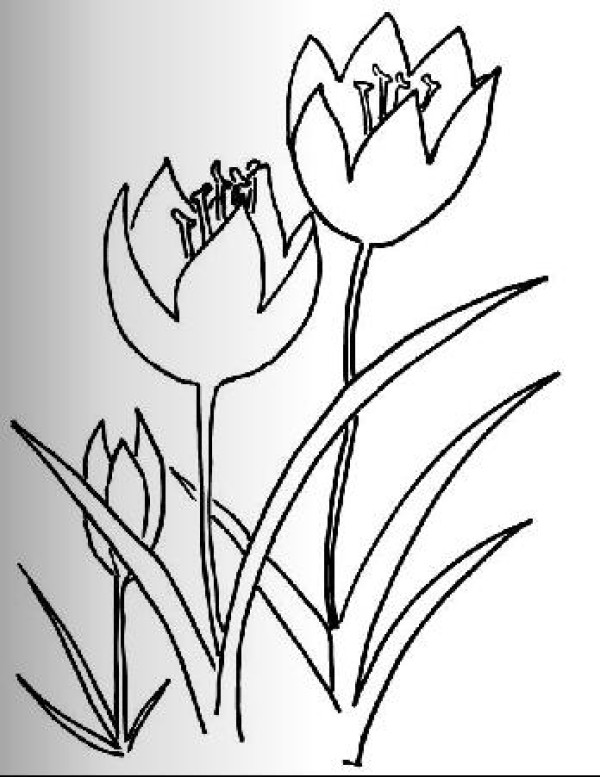 Childrens simple drawing of flowers tulips