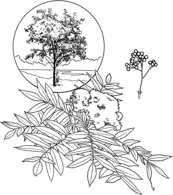 Ash tree leaves simple drawing pictures