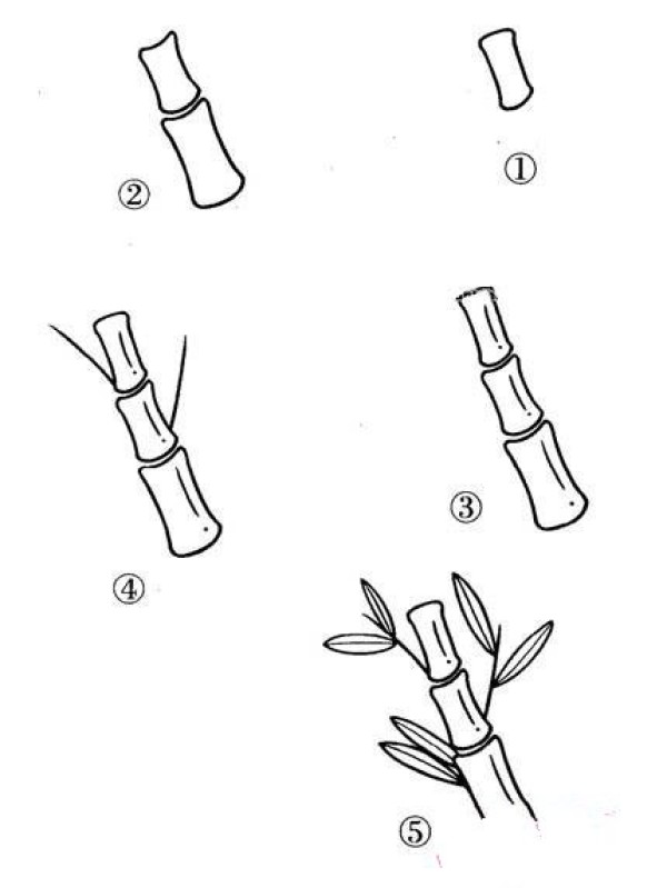 Illustrated simple drawing tutorial of bamboo for children: How to draw bamboo