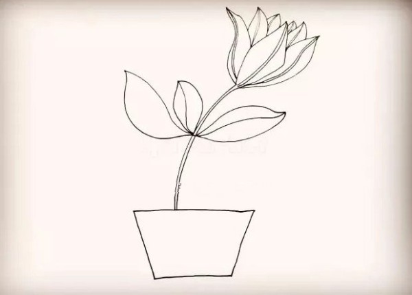 How to draw lily potted plants