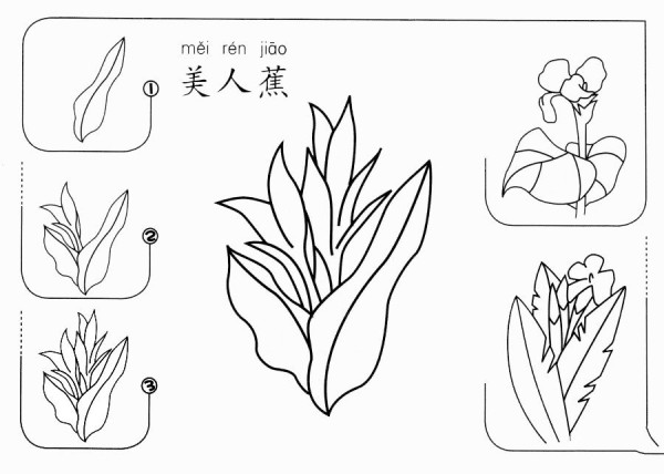 How to draw canna