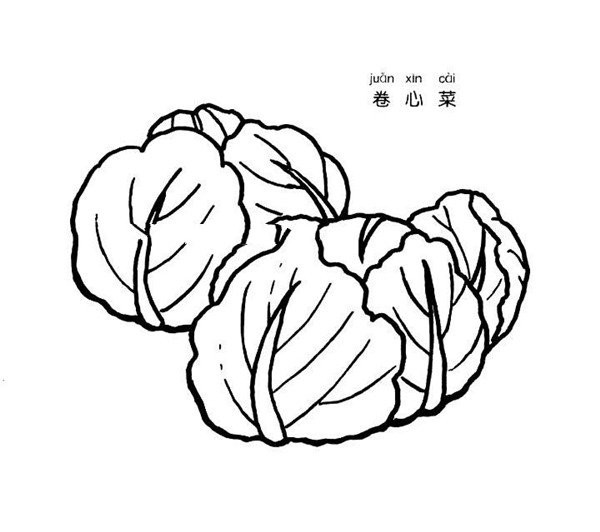 Cabbage simple drawing picture