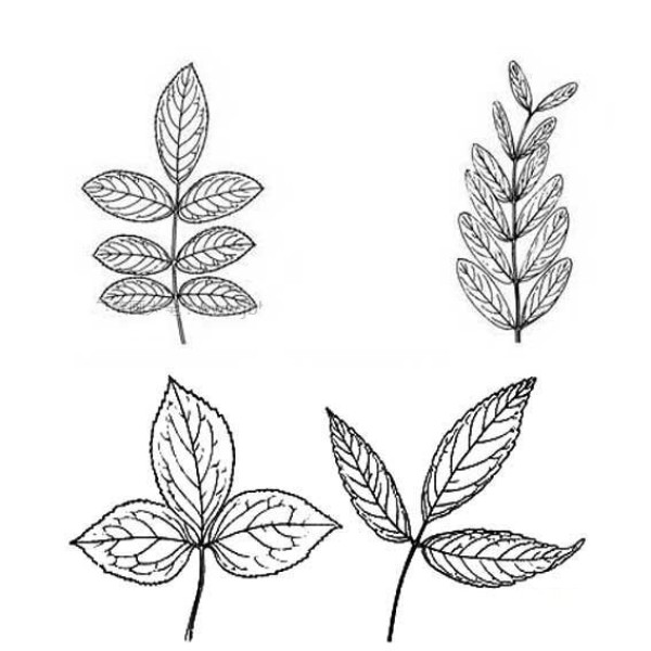 Simple drawings of various leaves