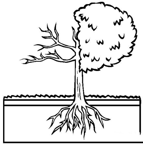 Simple drawing of tree anatomy