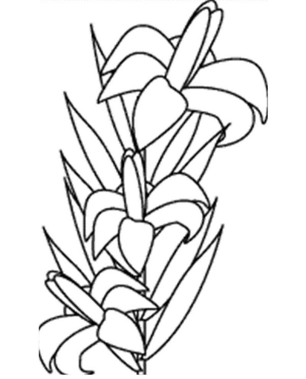 Simple lily flower drawing pictures