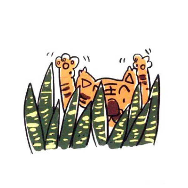 Draw a cute simple drawing of a robust tiger orchid in four steps