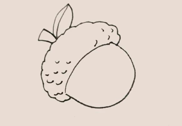 Simple drawing of acorn