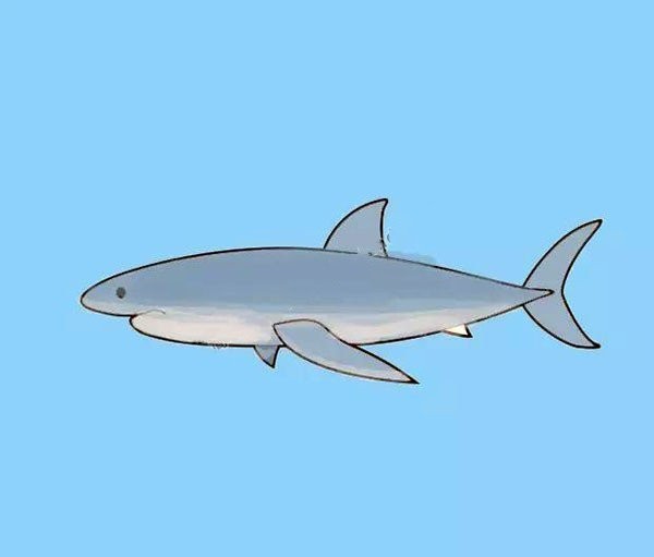 How to draw a shark