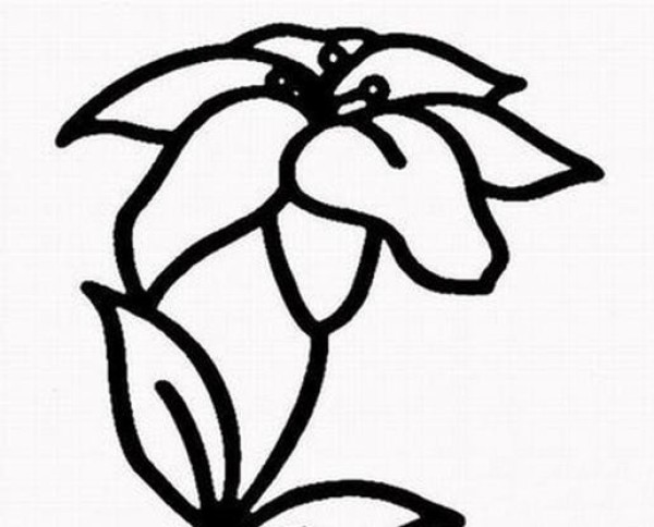 Complete collection of simple drawings of lilies. Simple drawings of lilies.