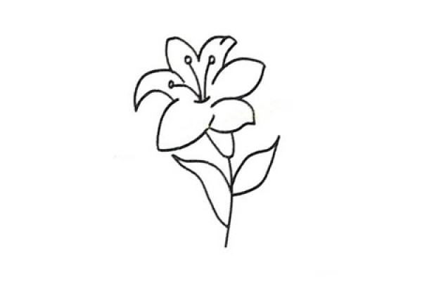 Learn to draw step by step: beautiful lilies