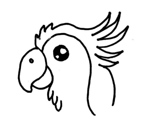 Simple drawing of parrot